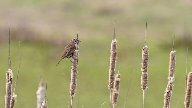 Song Sparrow - ML433010521