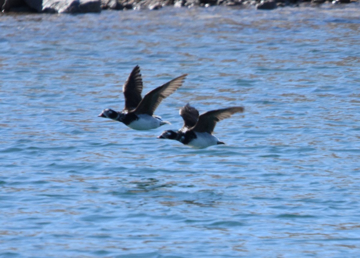 長尾鴨 - ML433010991