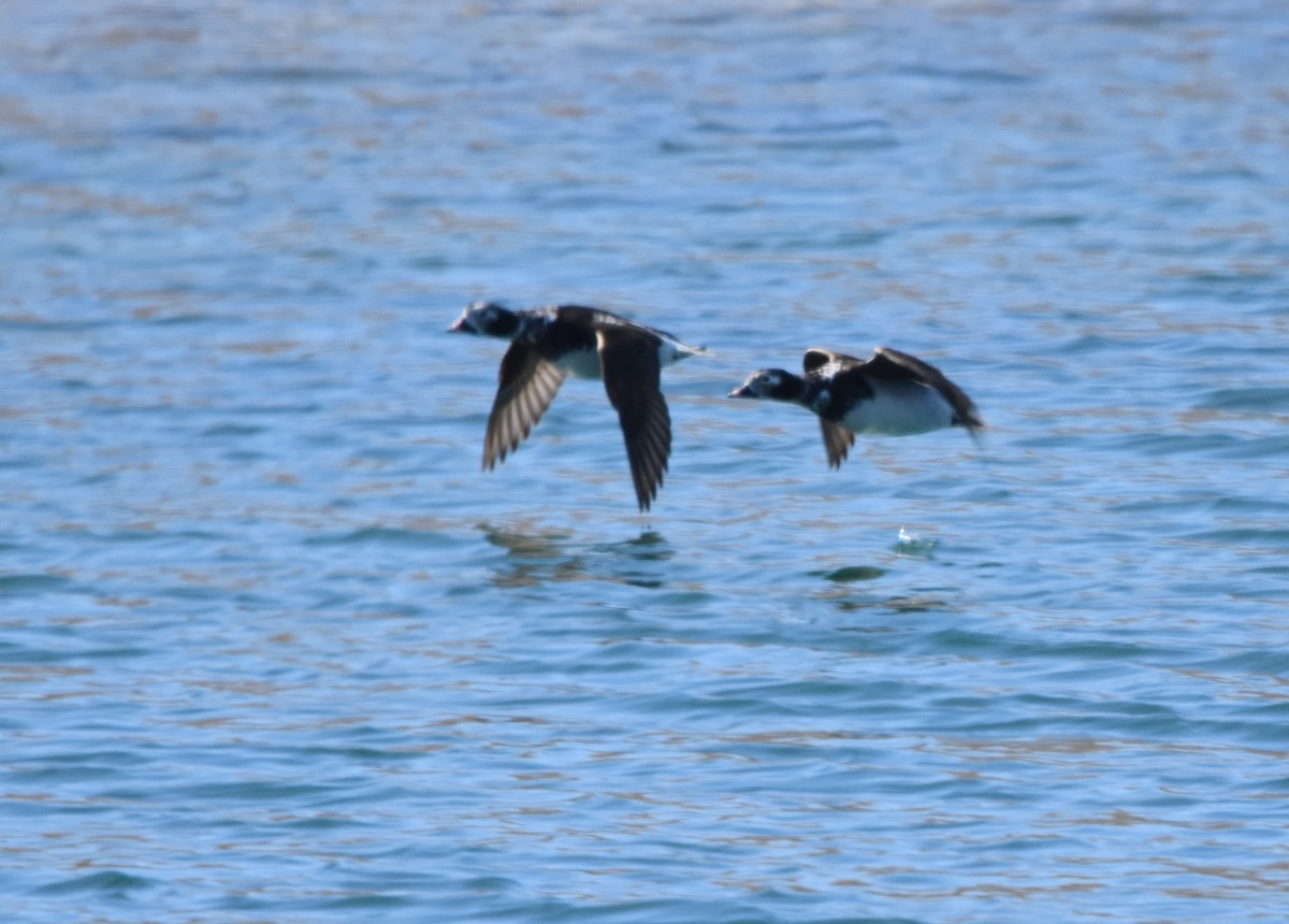 長尾鴨 - ML433011001