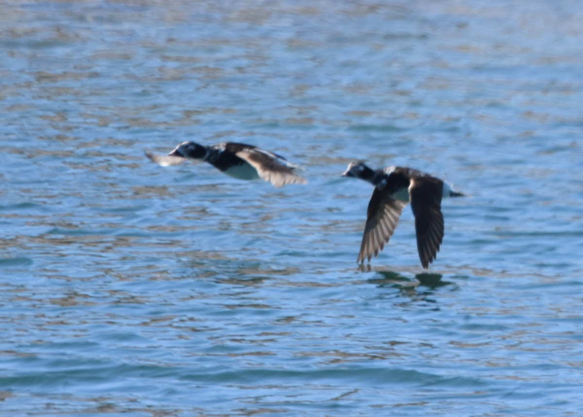 長尾鴨 - ML433011051