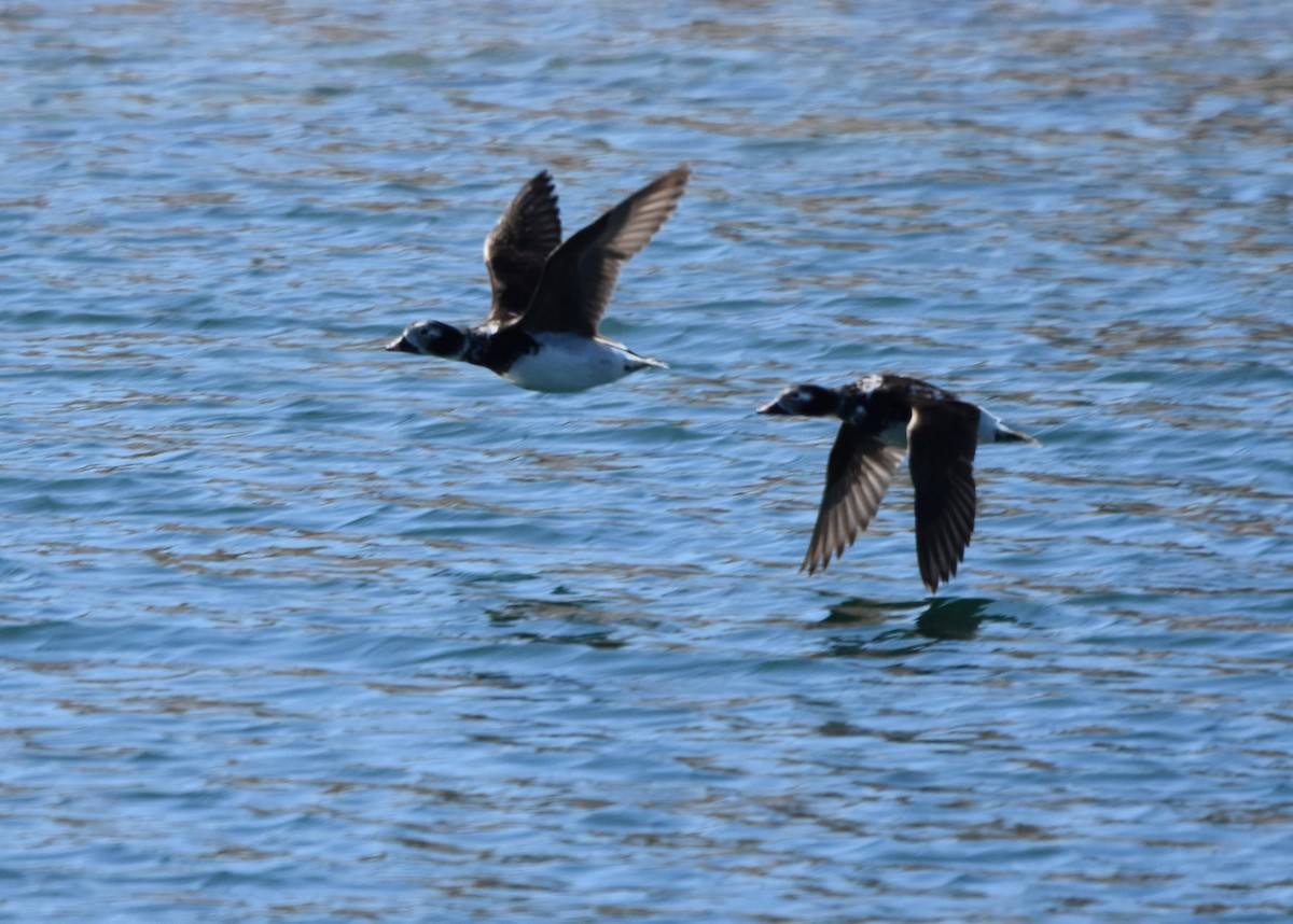 長尾鴨 - ML433011061