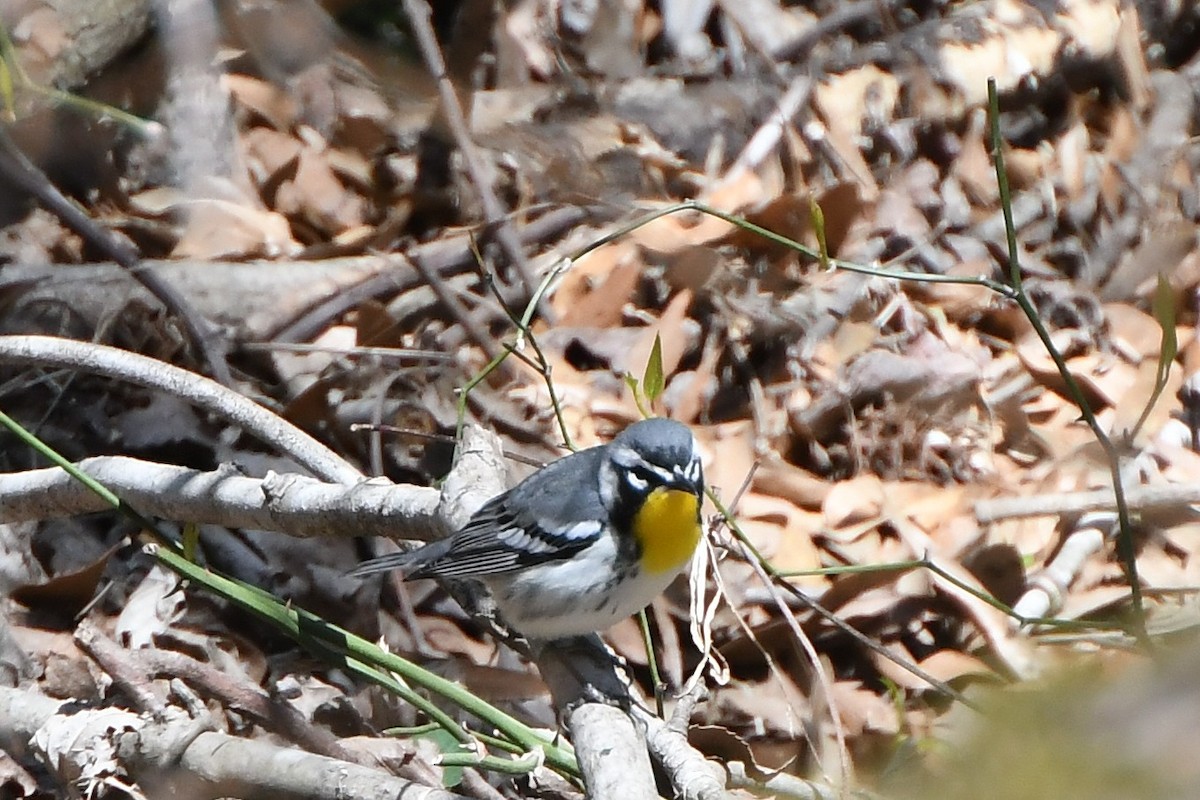 Yellow-throated Warbler - ML433012191