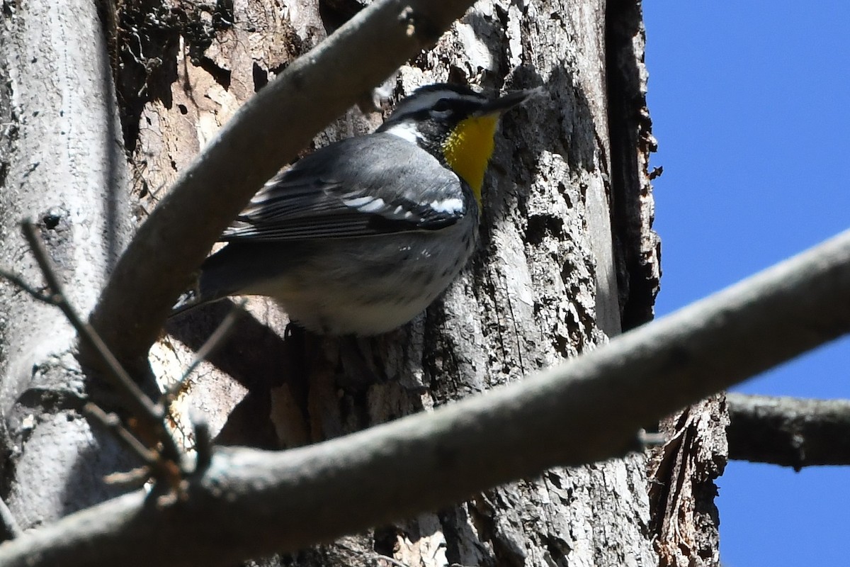 Yellow-throated Warbler - ML433012221