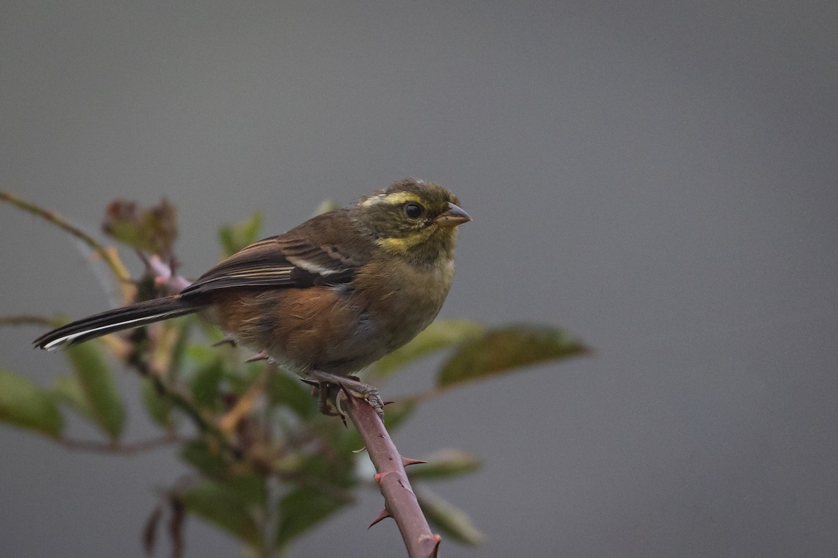 Gray-throated Warbling Finch - ML433012801