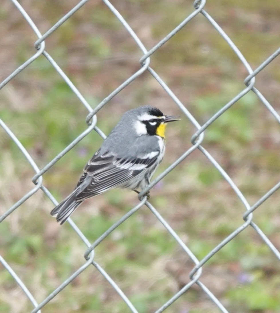 Yellow-throated Warbler (albilora) - Anonymous