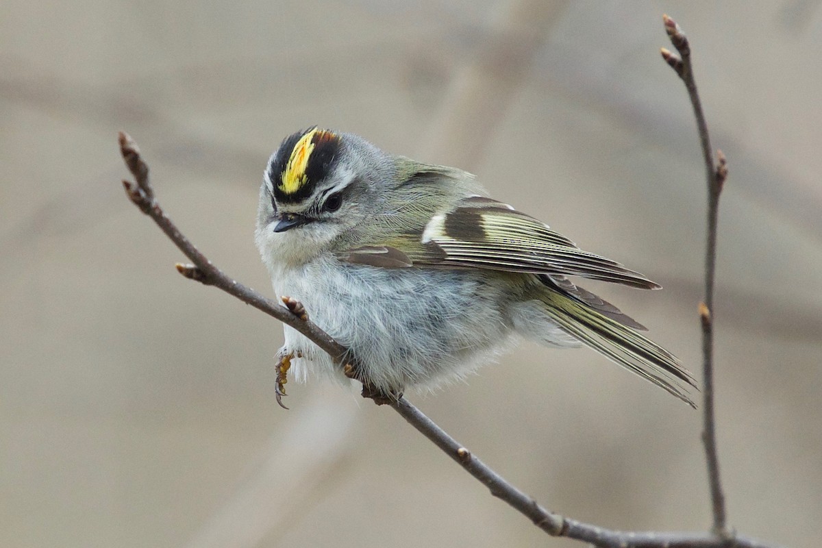 Golden-crowned Kinglet - ML433014451