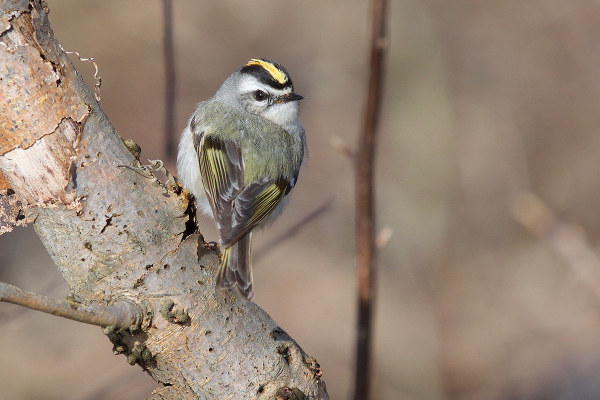 Golden-crowned Kinglet - ML433014471