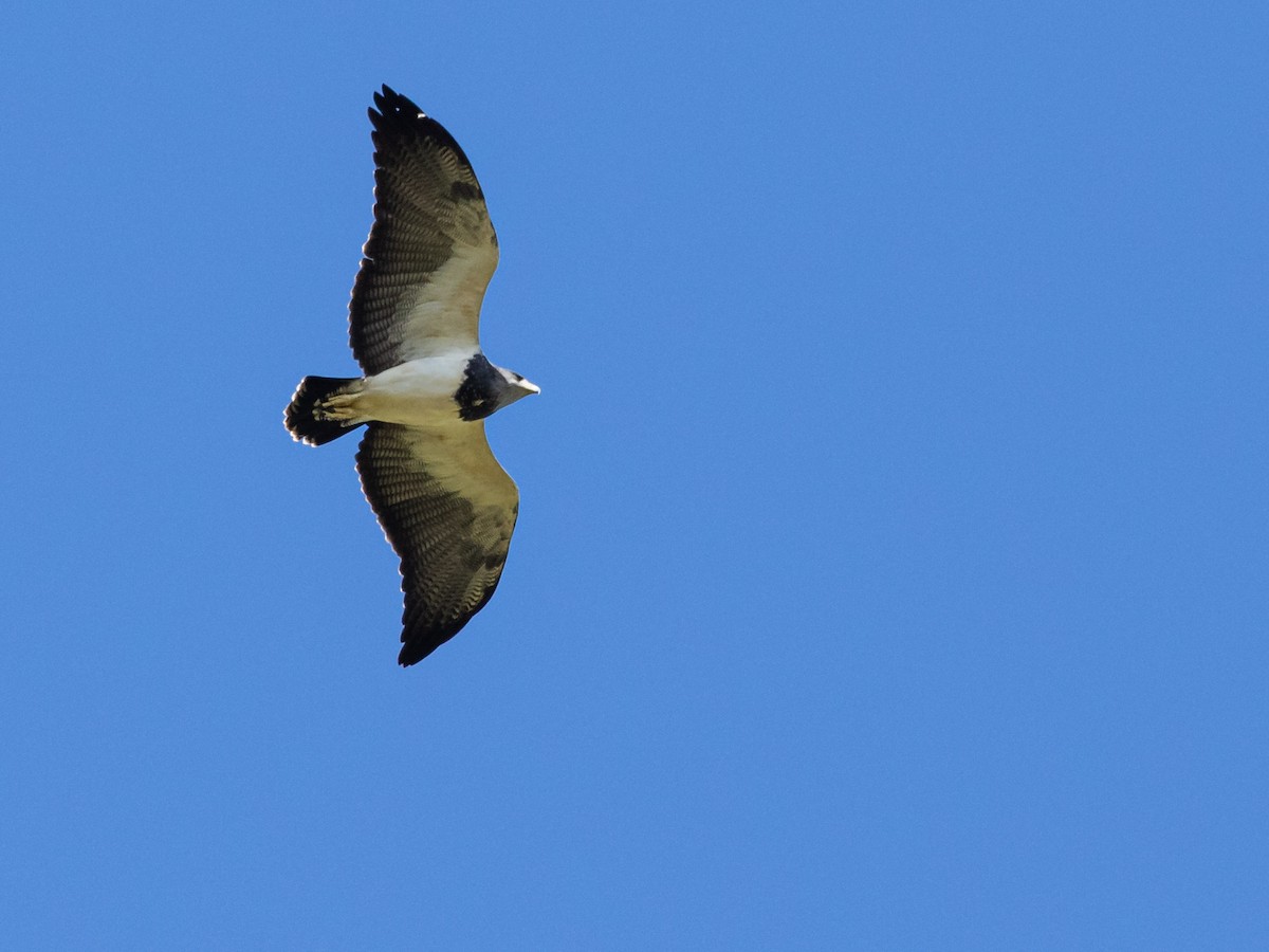 Black-chested Buzzard-Eagle - ML433014521
