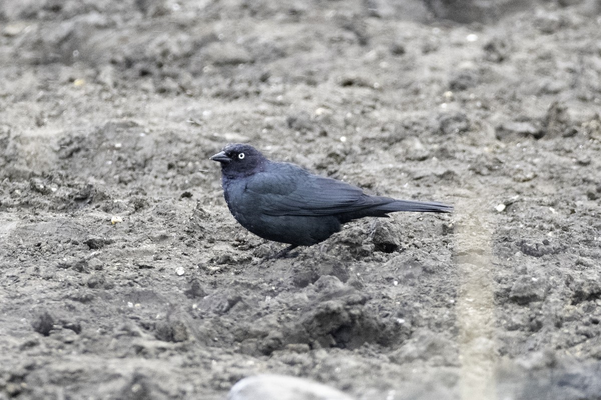 Brewer's Blackbird - ML433015581