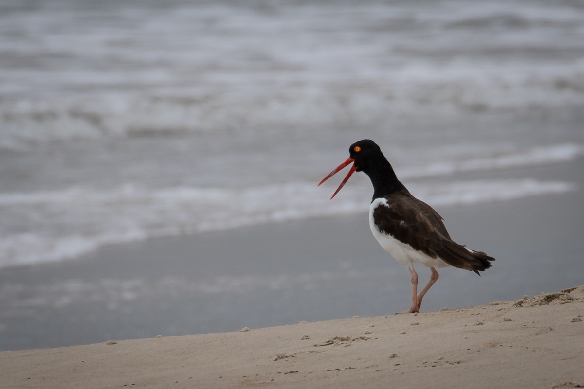 American Oystercatcher - ML433015651