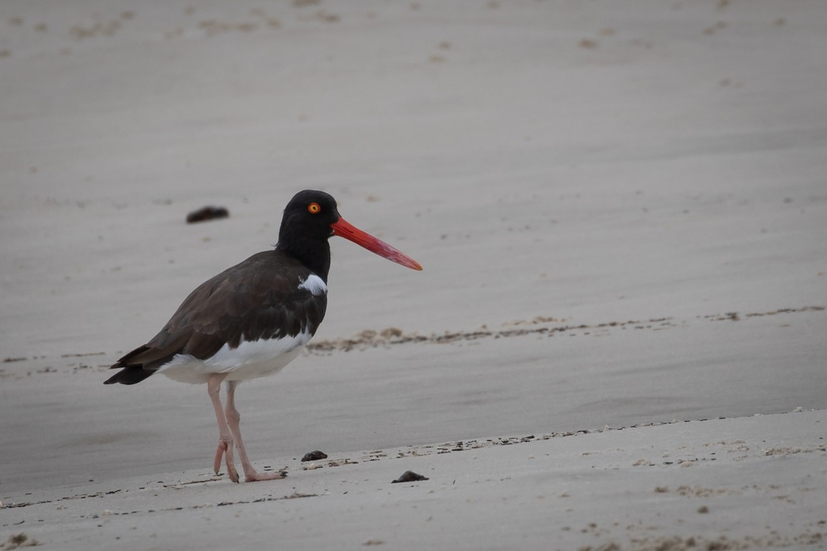 American Oystercatcher - ML433015691