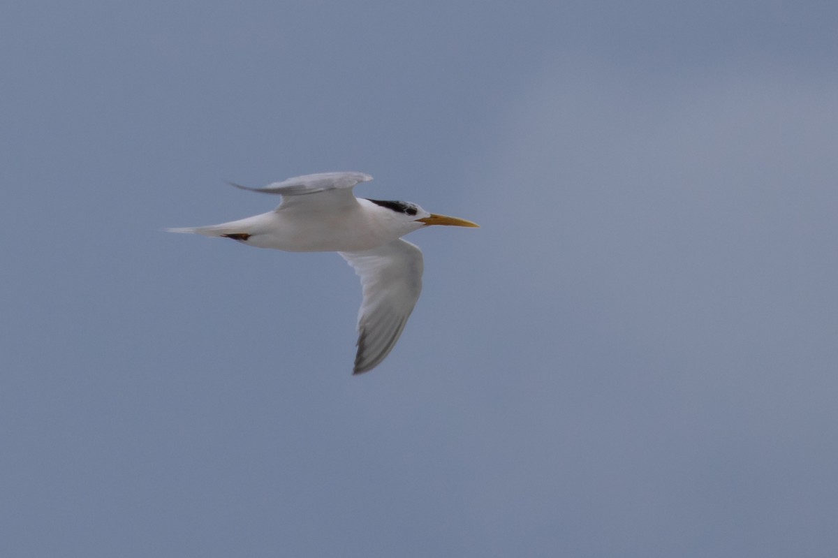 Sandwich Tern - Eden Fontes