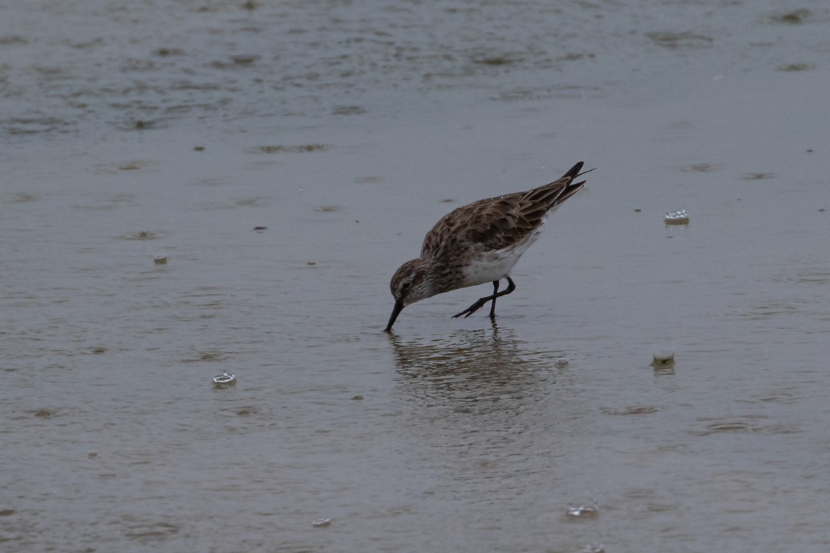 White-rumped Sandpiper - ML433016101