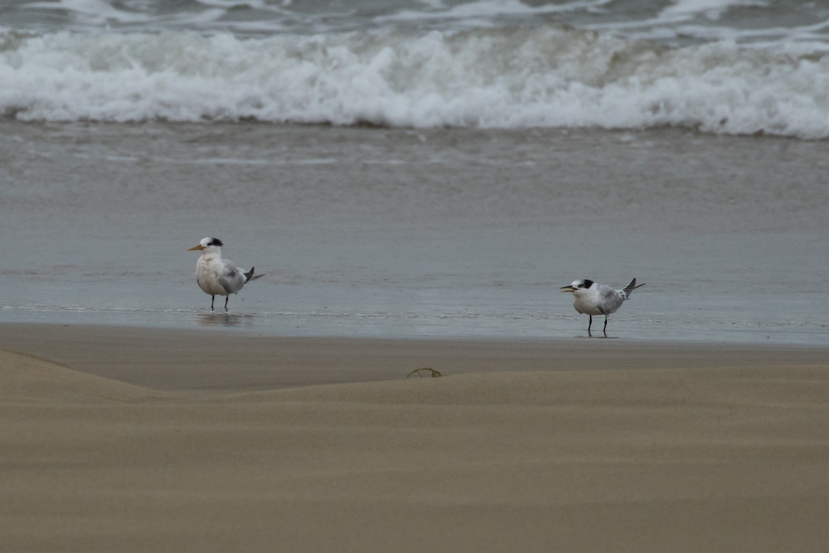 白嘴端燕鷗 - ML433016131