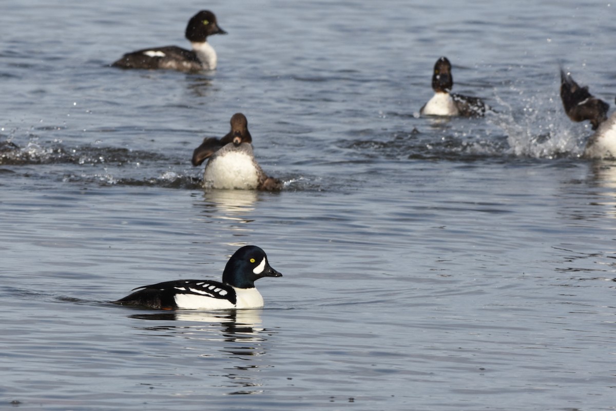 Barrow's Goldeneye - ML433016451