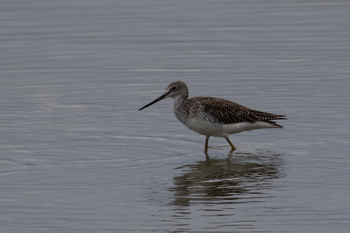 Greater Yellowlegs - ML433016471