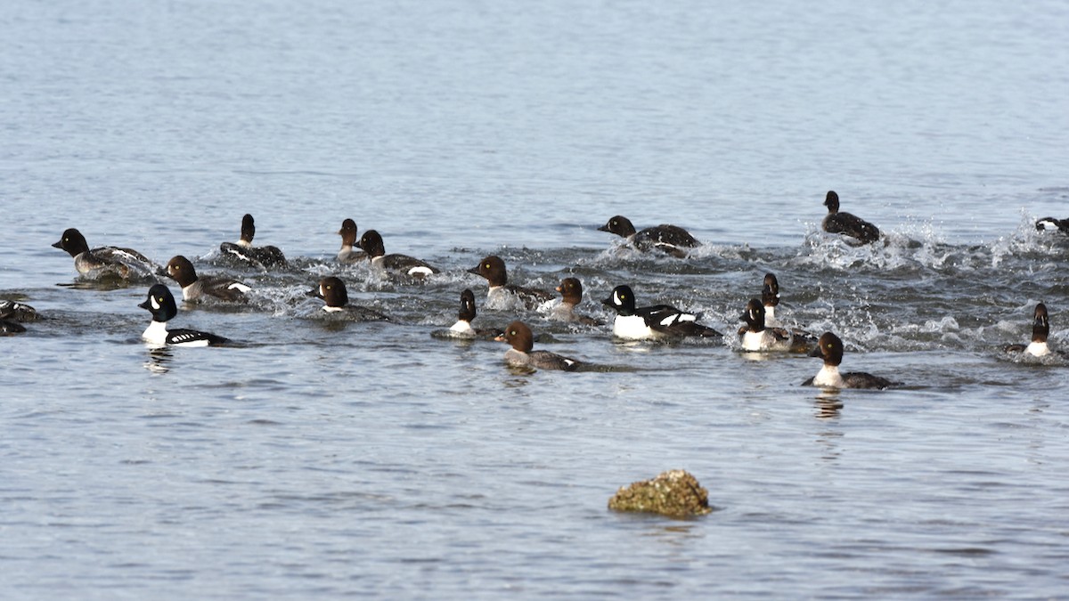 Barrow's Goldeneye - ML433016551