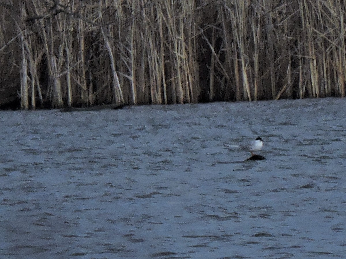 Forster's Tern - ML433016641