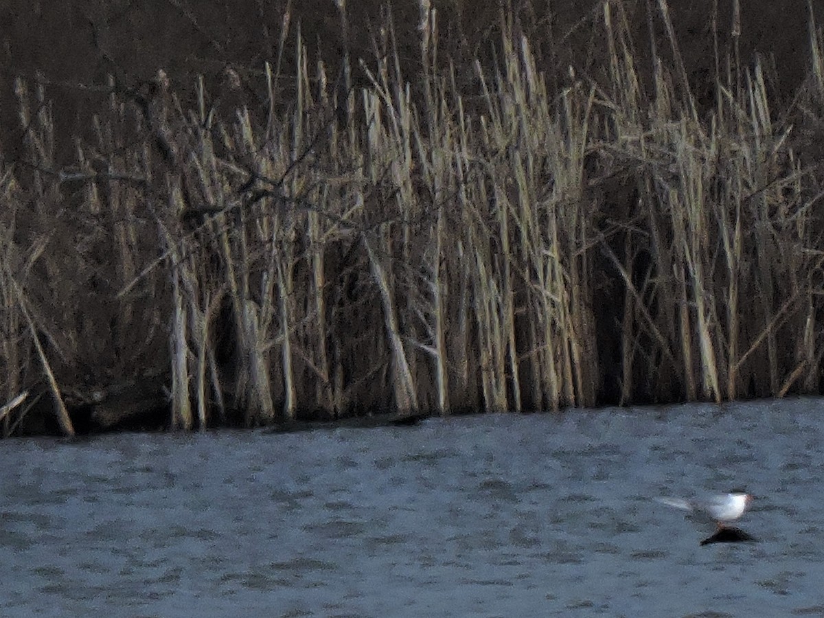 Forster's Tern - ML433016671