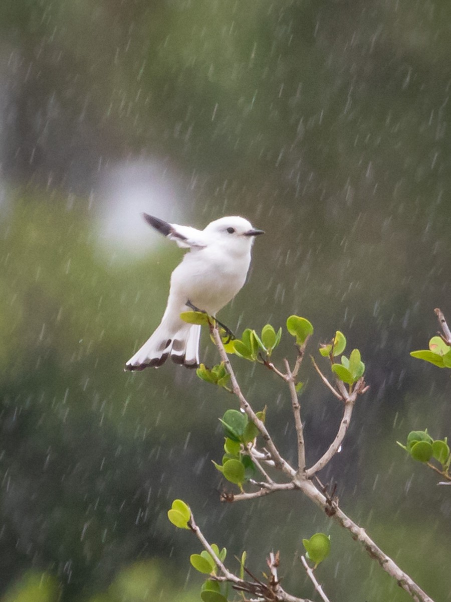 White Monjita - ML433016701