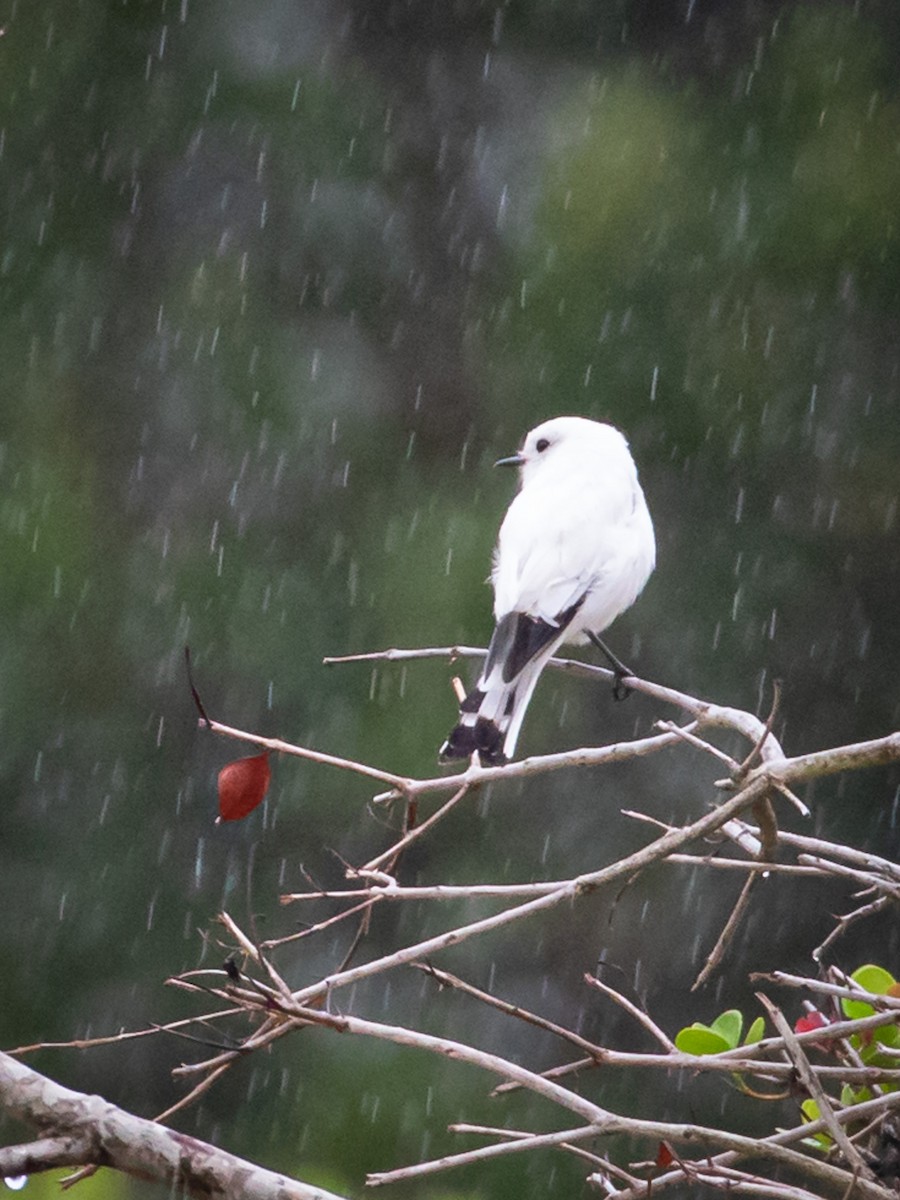 White Monjita - ML433016731