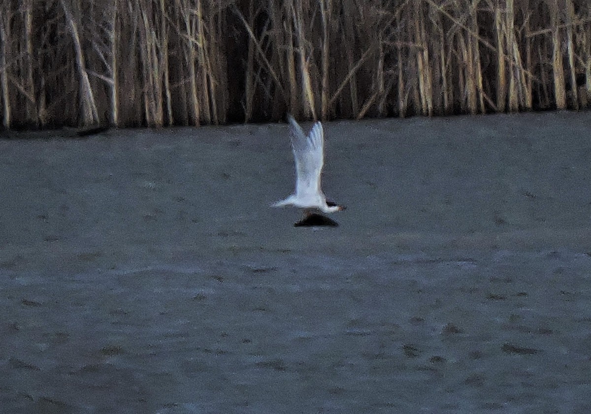 Forster's Tern - ML433016791