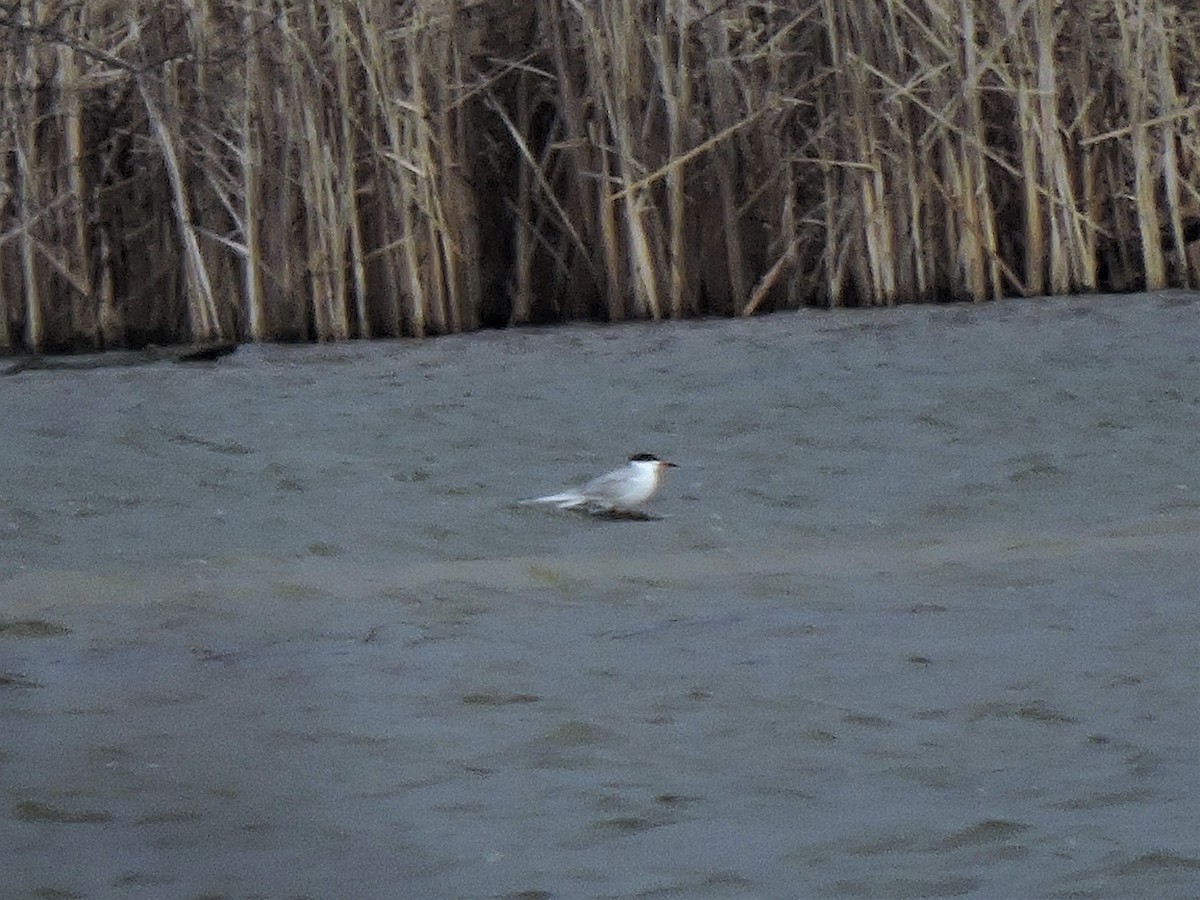 Forster's Tern - ML433016871