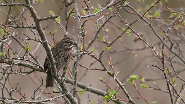 Song Sparrow - ML433018591