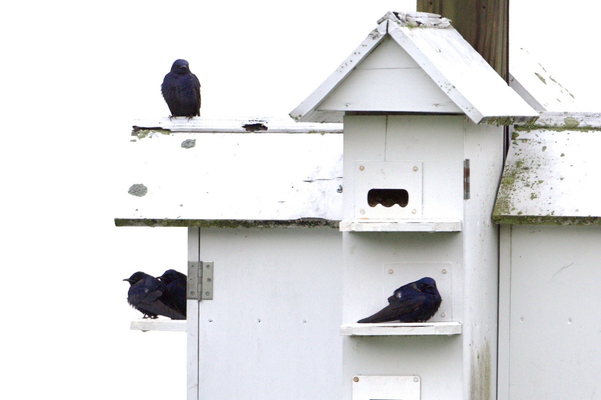 Purple Martin - ML433019911