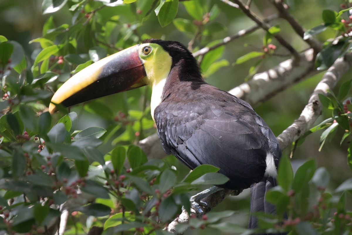 Yellow-throated Toucan (Chestnut-mandibled) - Steve Kelling