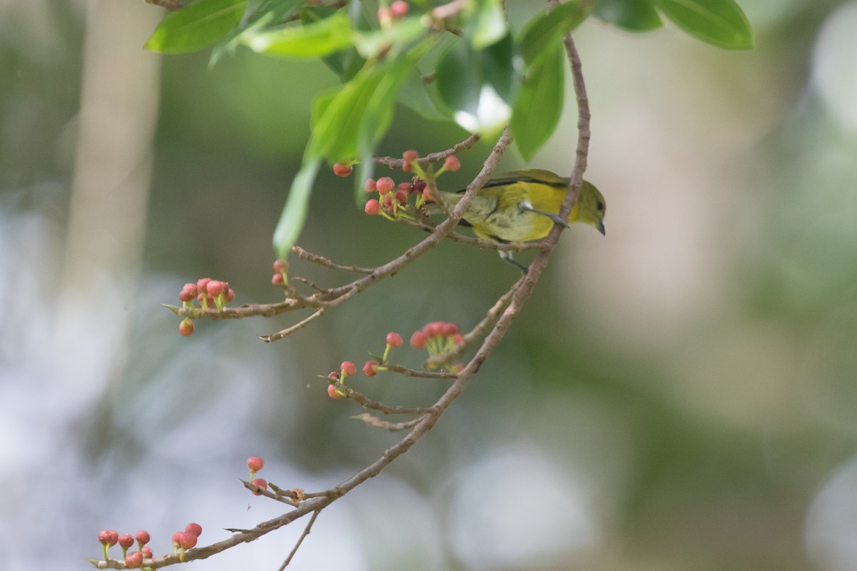 White-vented Euphonia - ML43302091