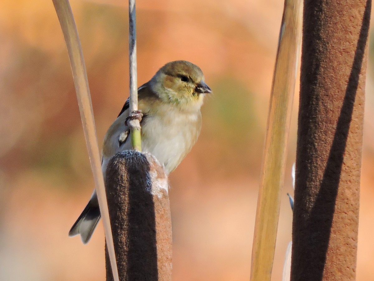 American Goldfinch - ML43302111