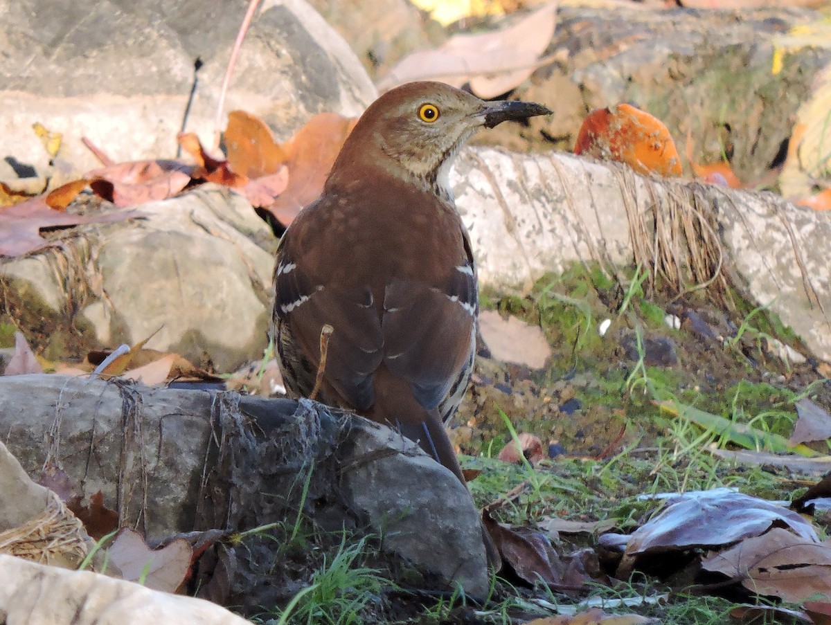 Brown Thrasher - S. K.  Jones