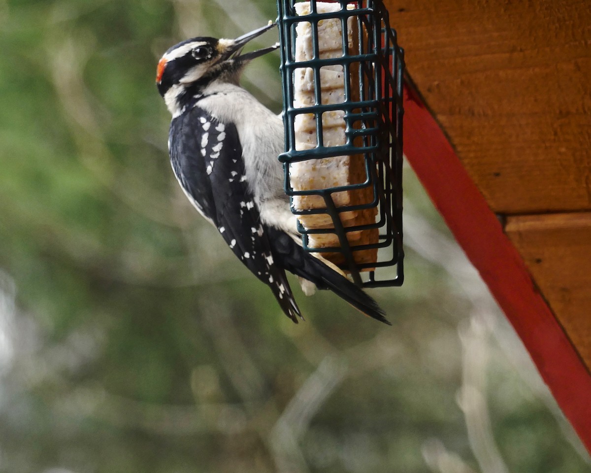 Hairy Woodpecker - ML433021371