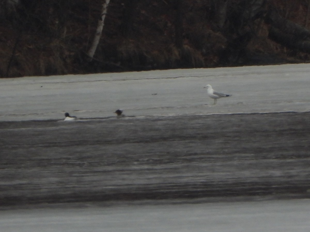 Ring-billed Gull - Amy B