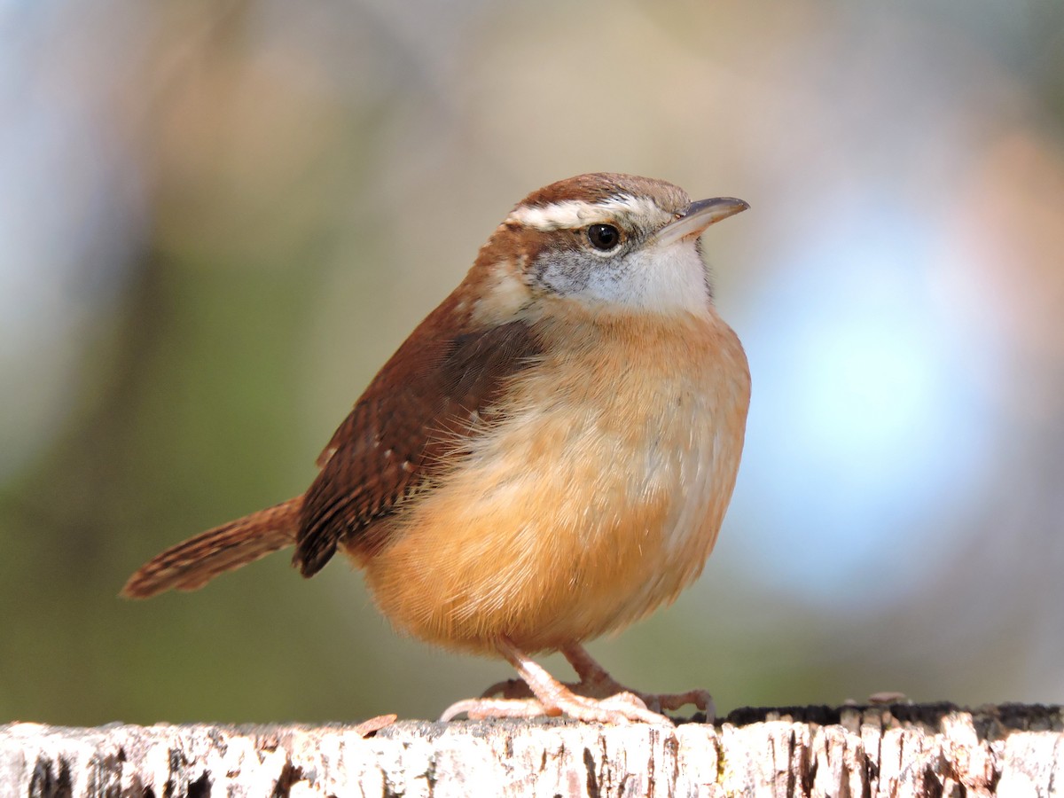 Carolina Wren - ML43302251