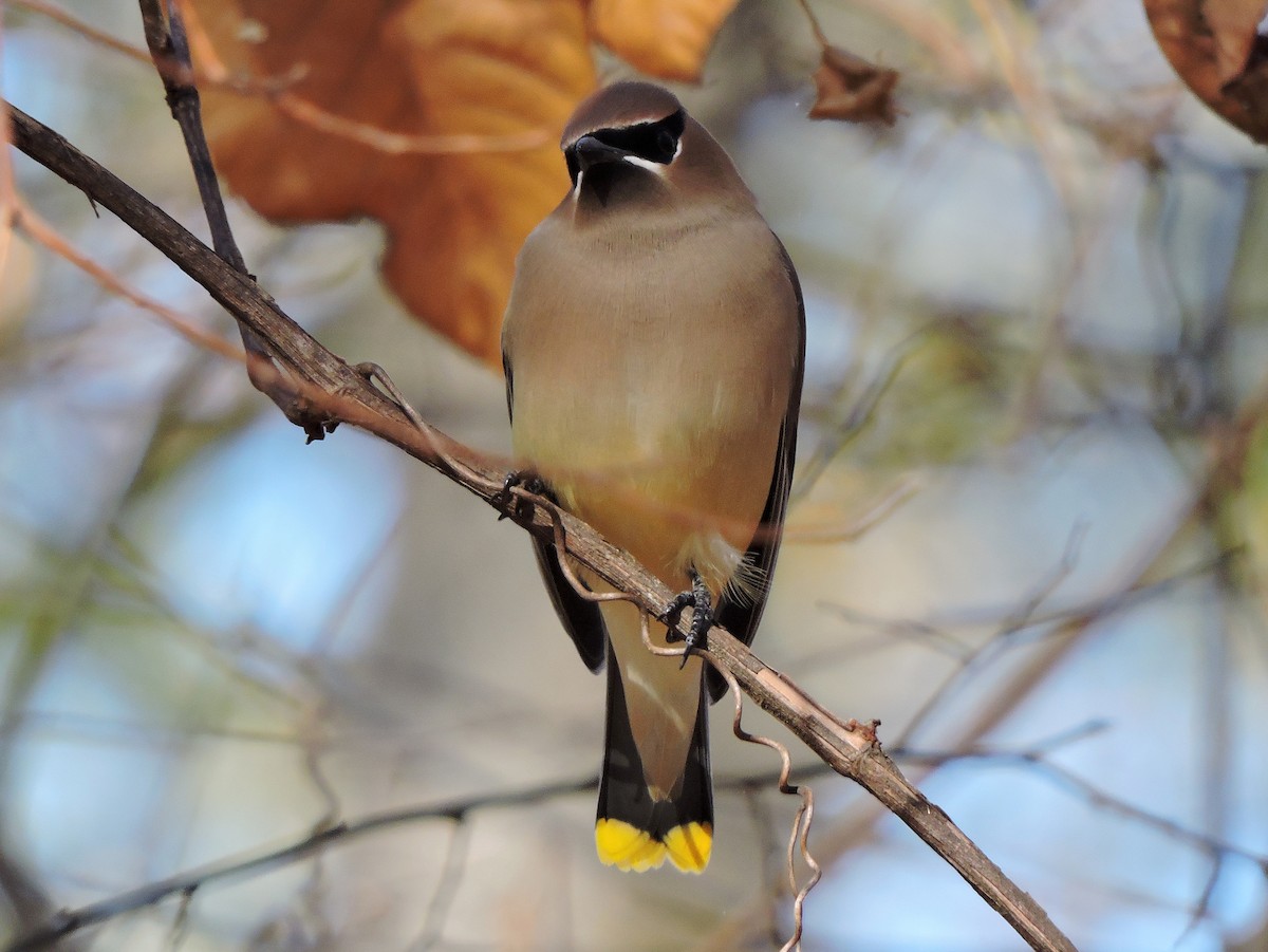 Cedar Waxwing - ML43302301