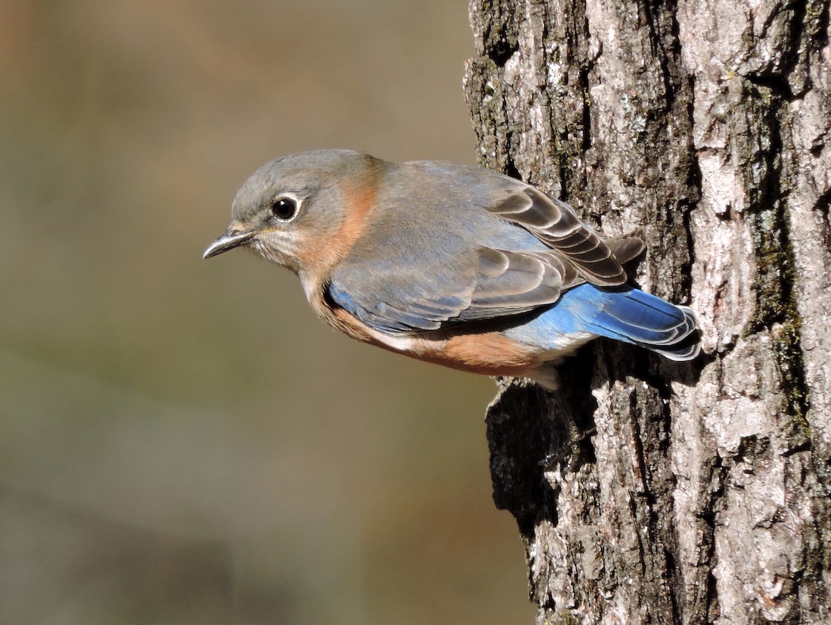 Eastern Bluebird - ML43302411