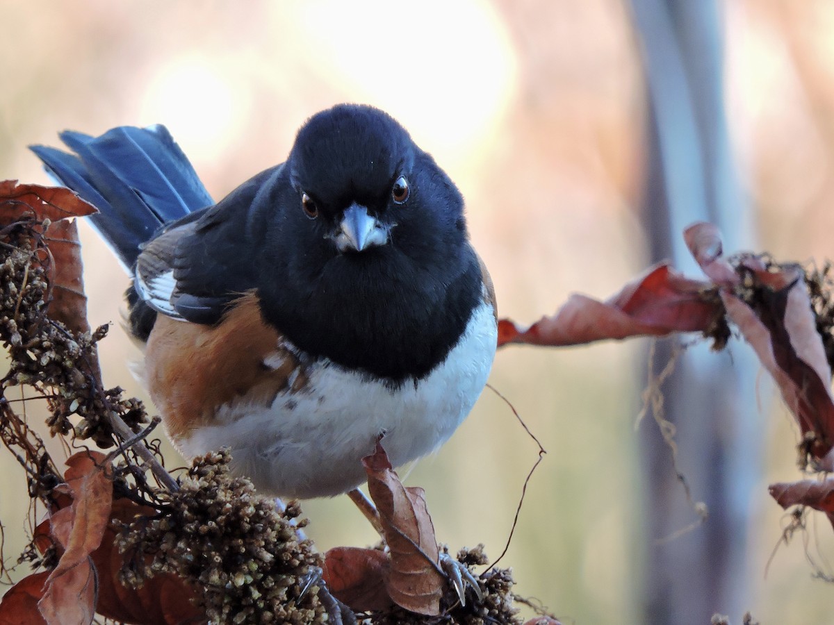 Eastern Towhee - ML43302481