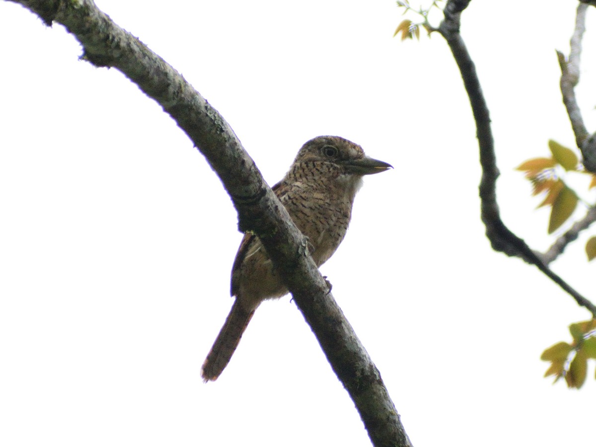 Barred Puffbird - ML433024931