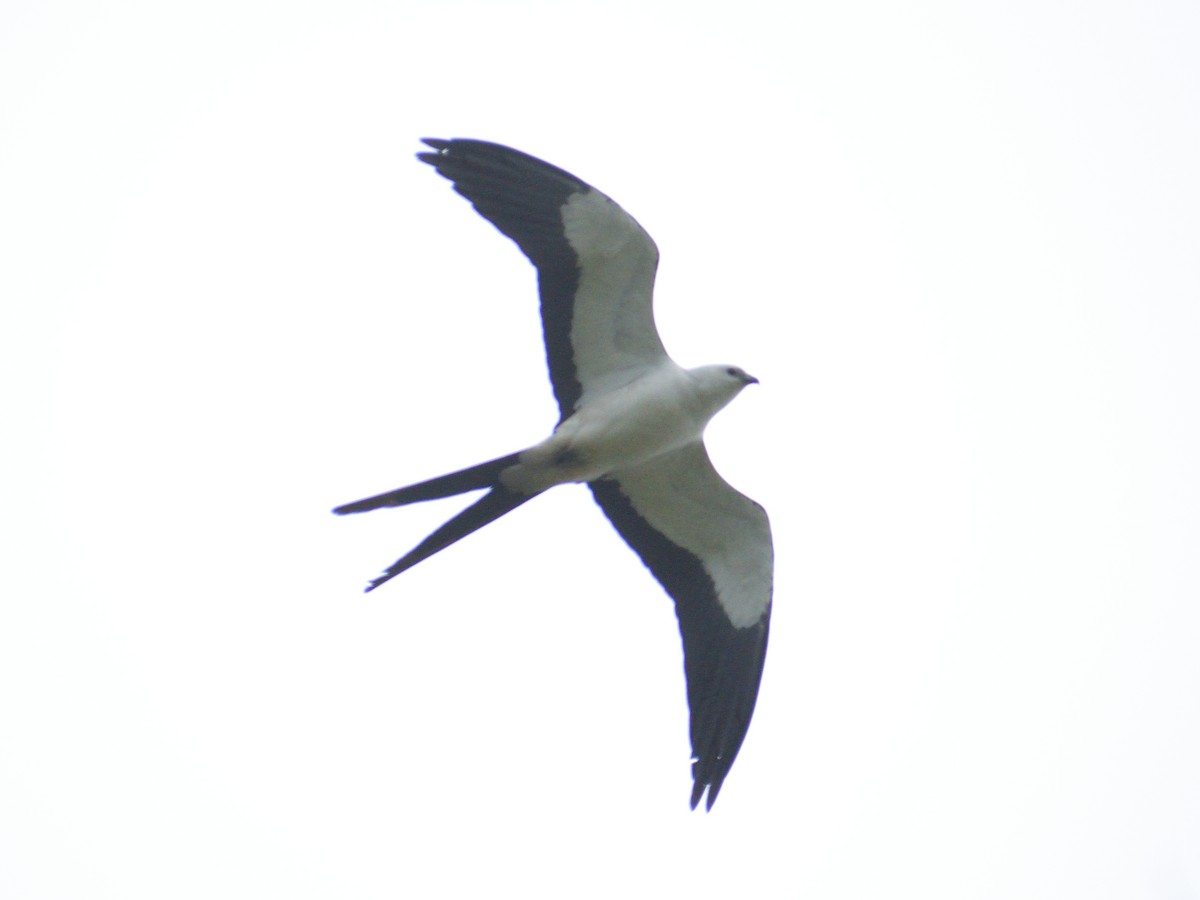 Swallow-tailed Kite - ML433025711