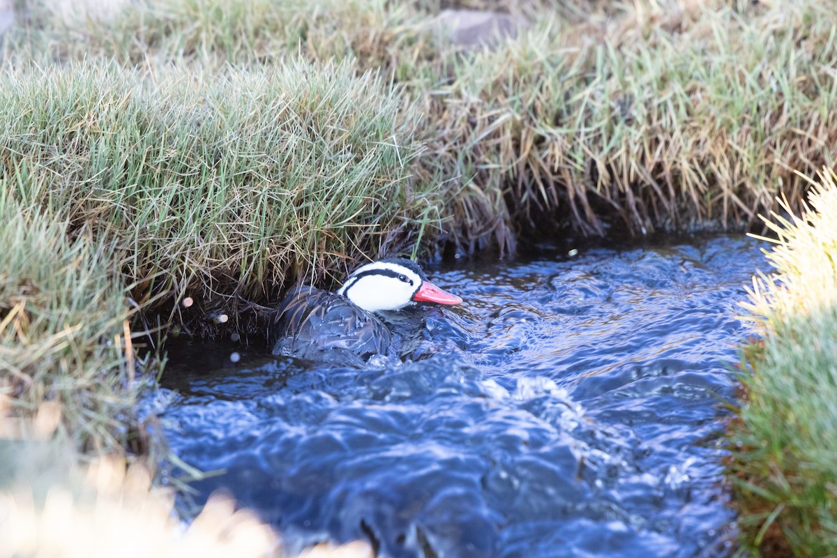 Torrent Duck - Fernando Díaz I Albatross Birding Chile