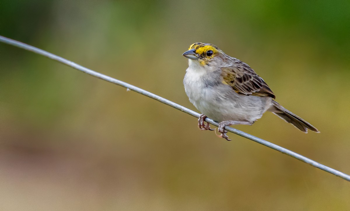 Yellow-browed Sparrow - David Monroy Rengifo