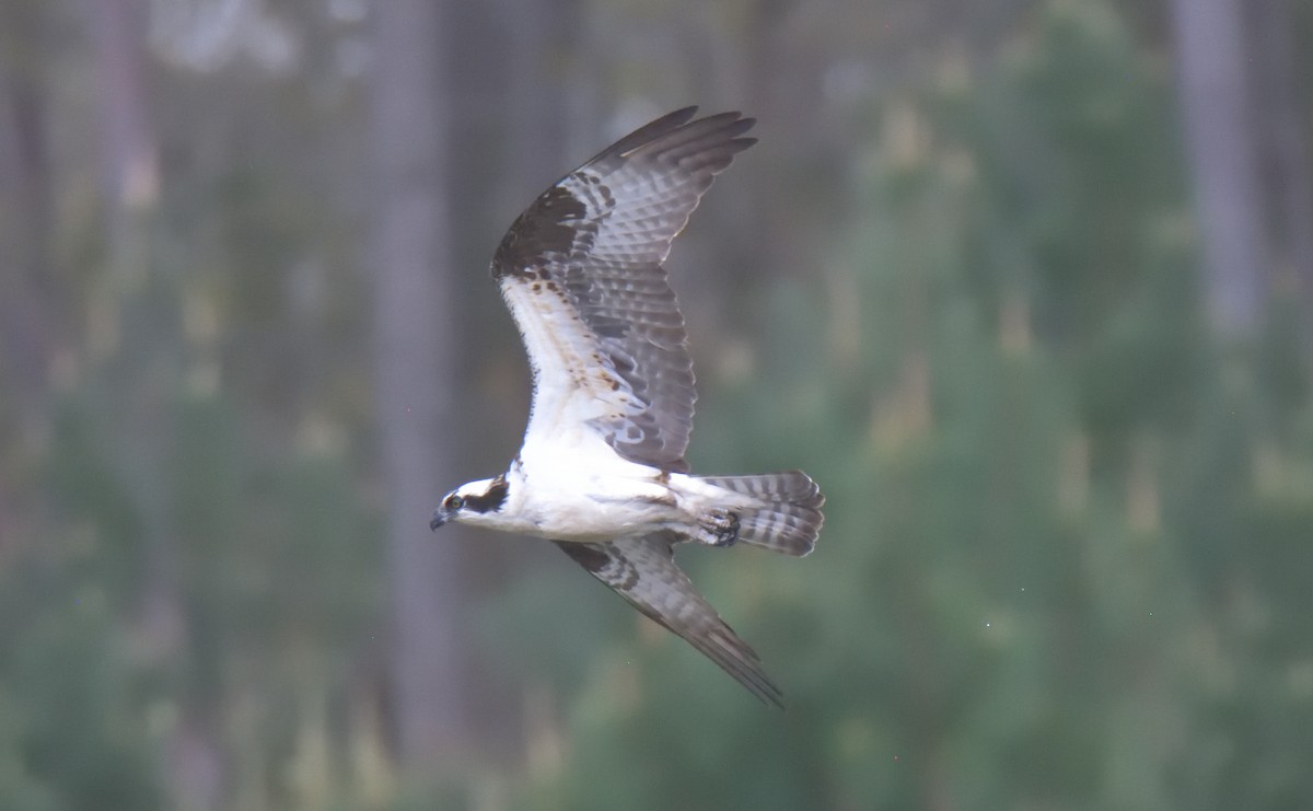 Osprey - ML433027611