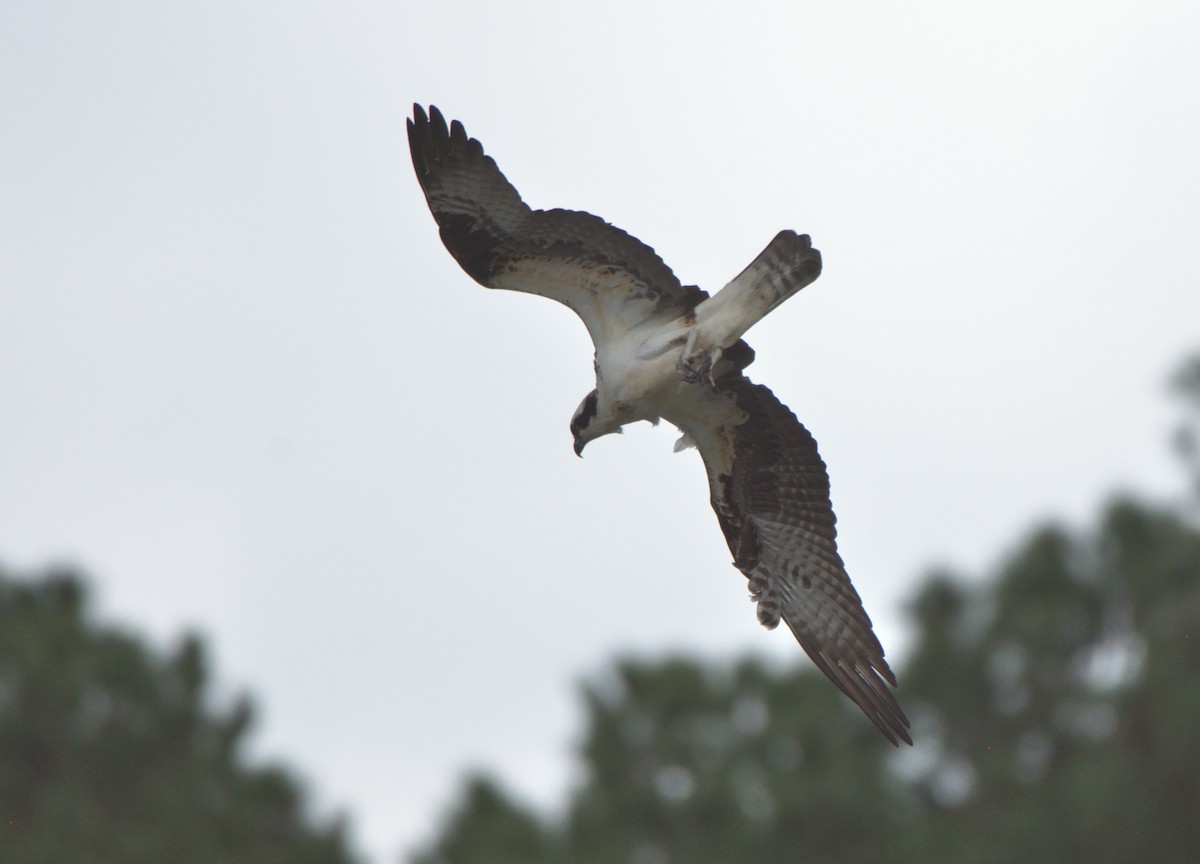 Osprey - Richard Snow