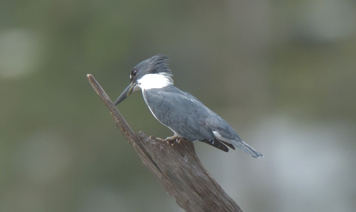 Belted Kingfisher - Richard Snow