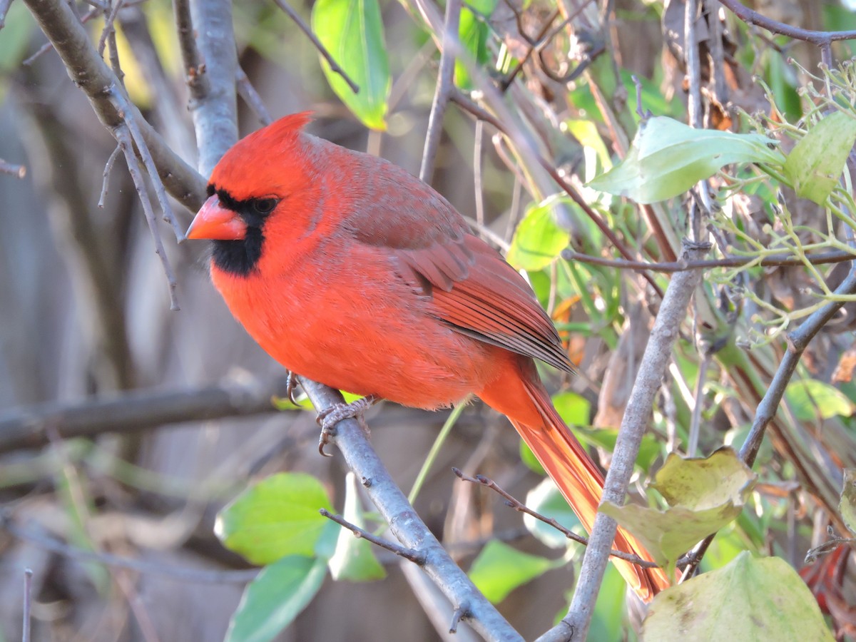 Cardinal rouge - ML43302801
