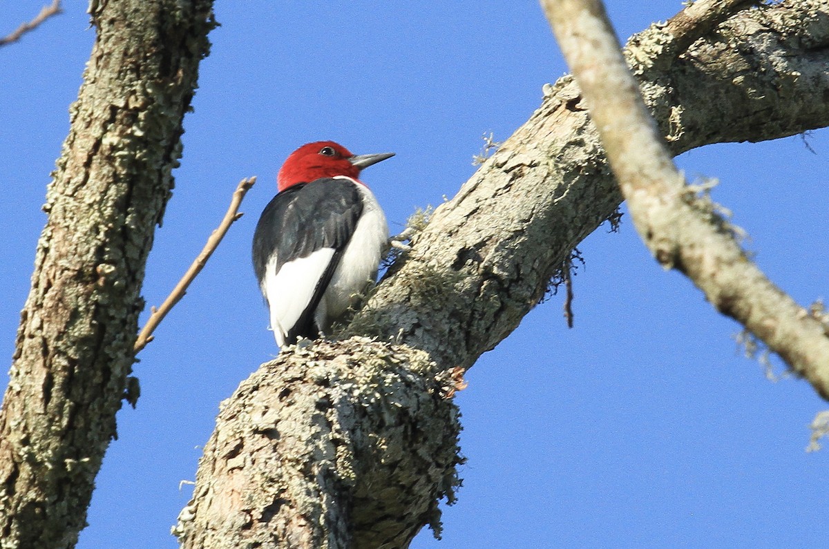Red-headed Woodpecker - ML433028061