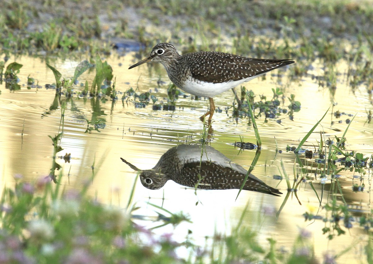 Solitary Sandpiper - ML433028071