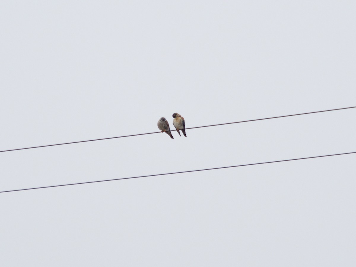 American Kestrel - ML433028341